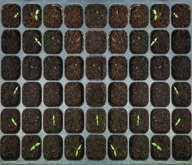 plastik tepsi fidan sebze