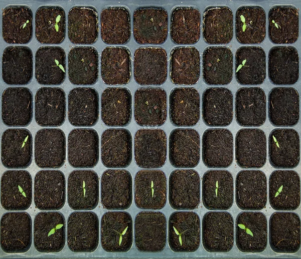 Die Sämlinge Gemüse in Plastiktablett — Stockfoto