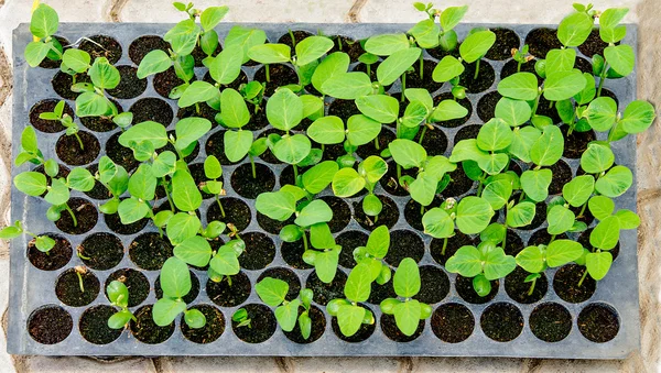 The Seedlings vegetable in plastic tray — Stock Photo, Image