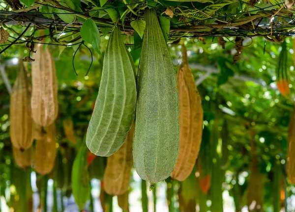 Alla vinklade kalebass hängande på vine — Stockfoto