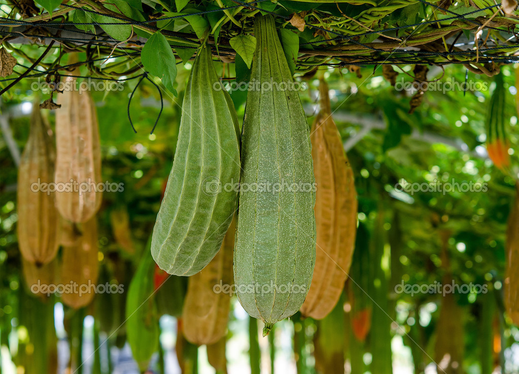 All Angled gourd hanging on vine — Stock Photo © cbenjasuwan 26980311