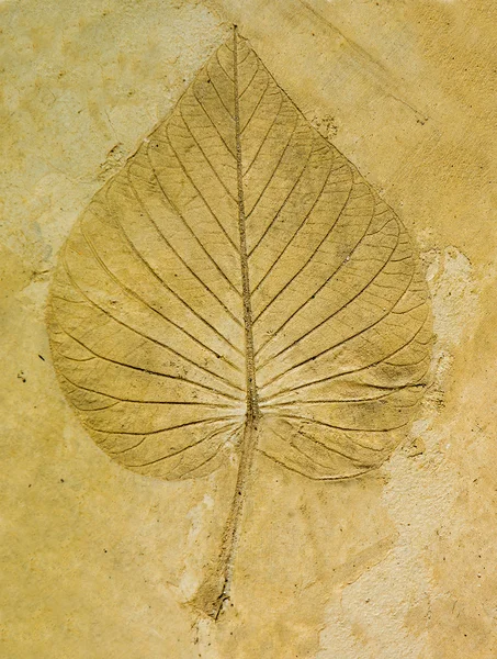 Het Impressum blad op cement vloer achtergrond — Stockfoto
