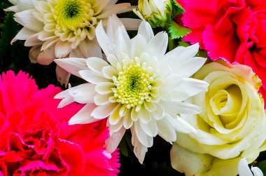 Beyaz krizantem dahlia