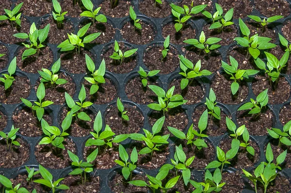 Sämlinge Gemüse in Plastiktablett — Stockfoto