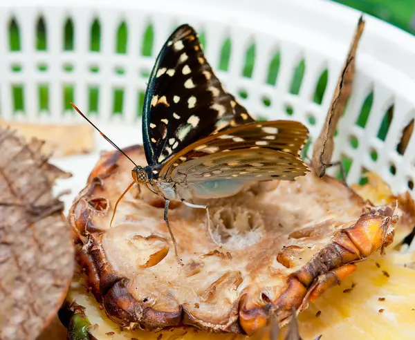 Motýl jíst ananas — Stock fotografie