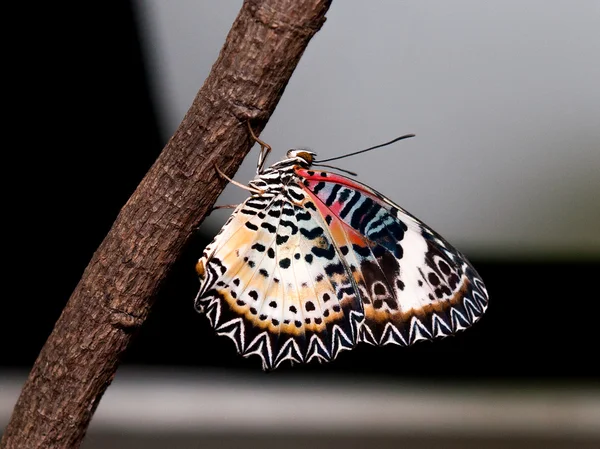 Colorido de mariposa —  Fotos de Stock