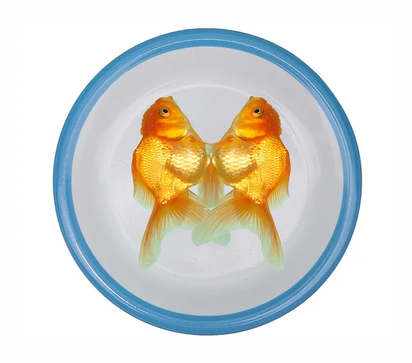 Gyllene fisk på plattan isolerad på vit bakgrund — Stockfoto