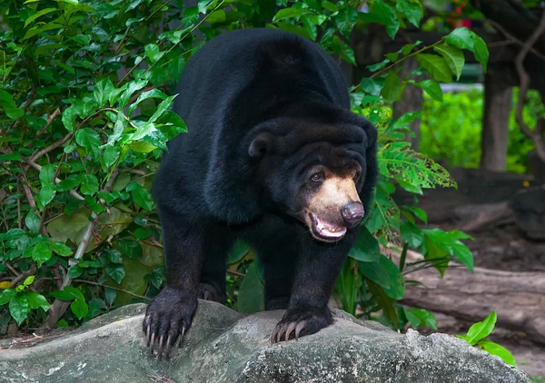 Urso preto no zoológico — Fotografia de Stock