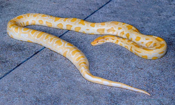 Albino python orm på golvet — Stockfoto