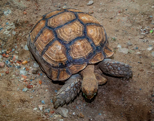 Oude schildpad — Stockfoto