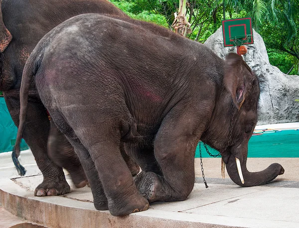 Слон в зоопарке — стоковое фото