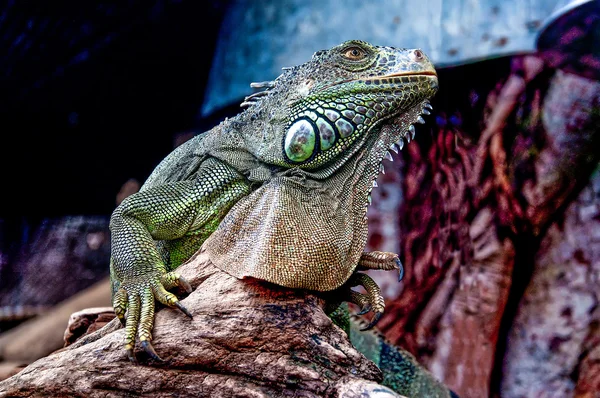 Iguana no zoológico — Fotografia de Stock