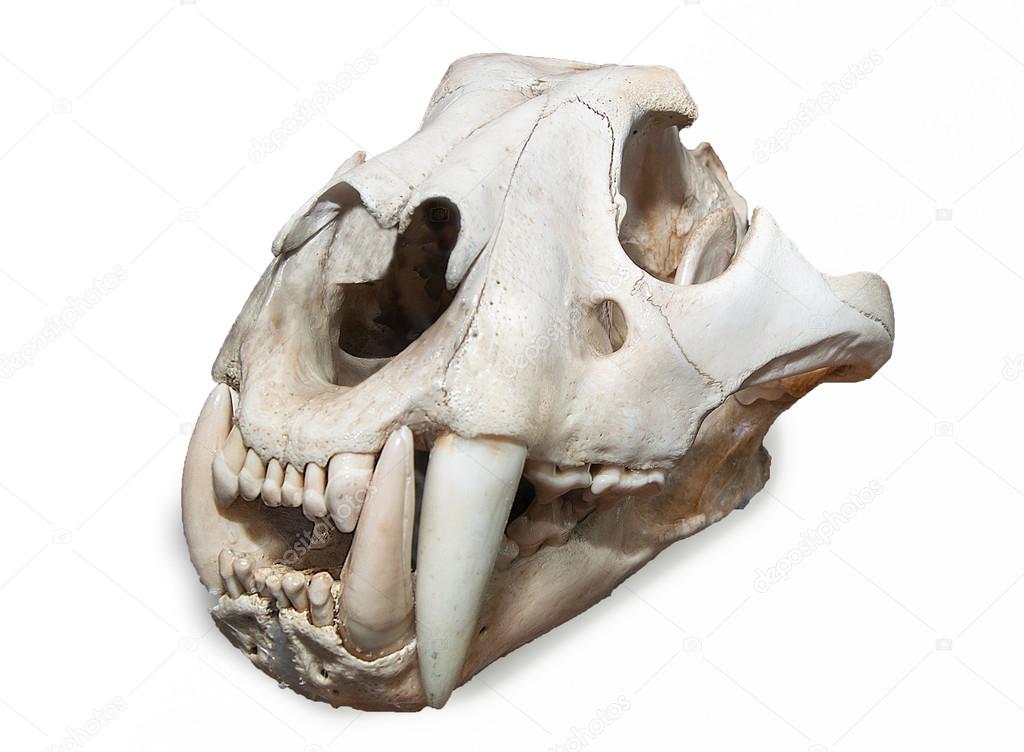 Skull of tiger isolated on white background