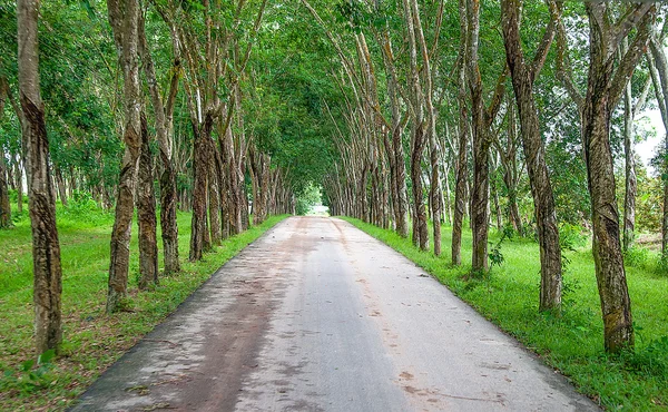 Road along rubber garden — Stock Photo, Image