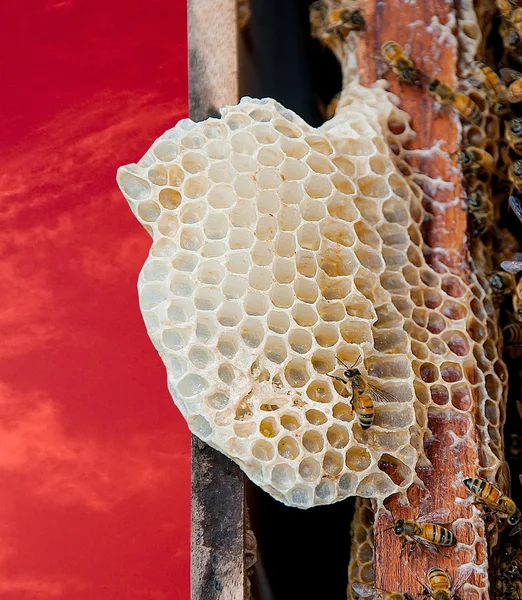 Bina arbetar på honeycomb — Stockfoto