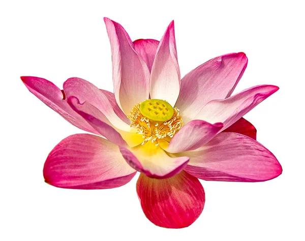 Roze lotus geïsoleerd op witte achtergrond — Stockfoto