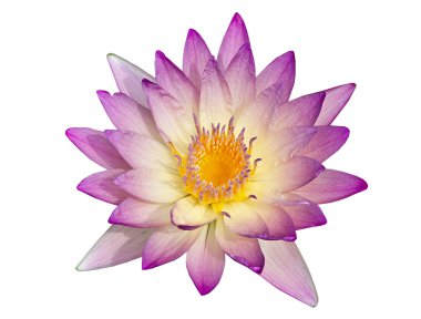 Beyaz arkaplanda lotus izole