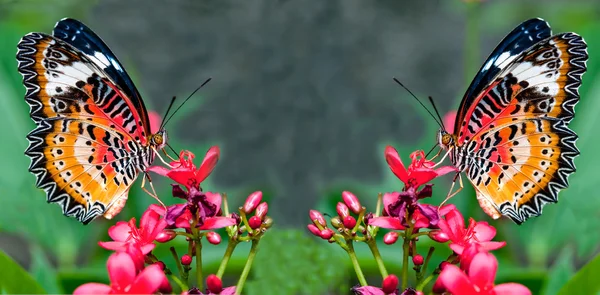 La mariposa — Foto de Stock