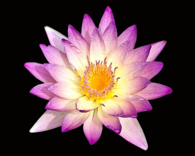 pembe lotus siyah arka plan üzerine izole