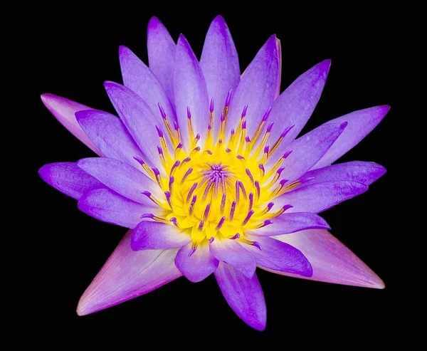 Lotus isolerad på svart bakgrund — Stockfoto