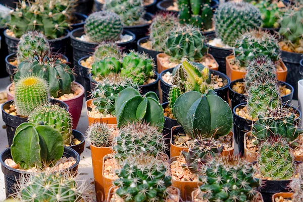 Group of cactus — Stock Photo, Image