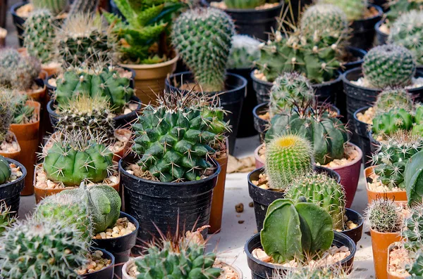 Grupp av kaktus — Stockfoto