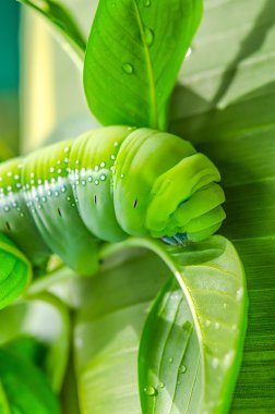 Caterpillar eating leaves of a tree clipart