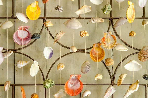 海の貝のカーテン — ストック写真