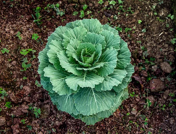 Green cabbage — Stock Photo, Image