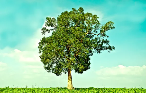 Le grand arbre vert qui pousse dans le champ — Photo