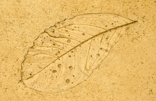 Imprint leaf on cement floor background — Stock Photo, Image