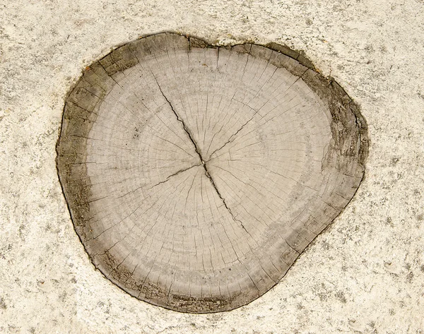 Cross section of tree trunk — Stock Photo, Image