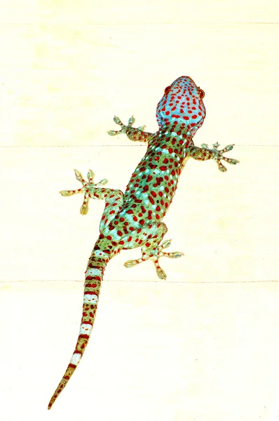 Gecko — стокове фото