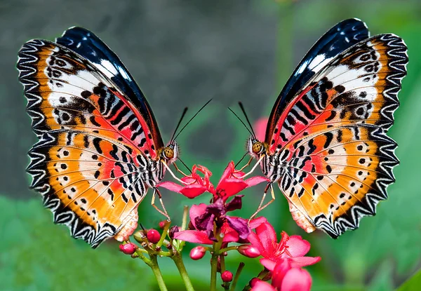 Бабочка — стоковое фото