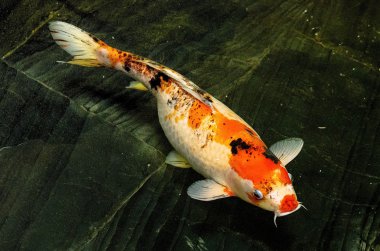 Koi balığı.