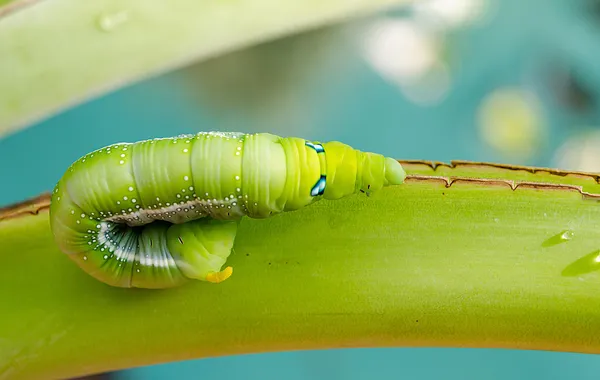 Caterpillar gå på bananblad — Stockfoto