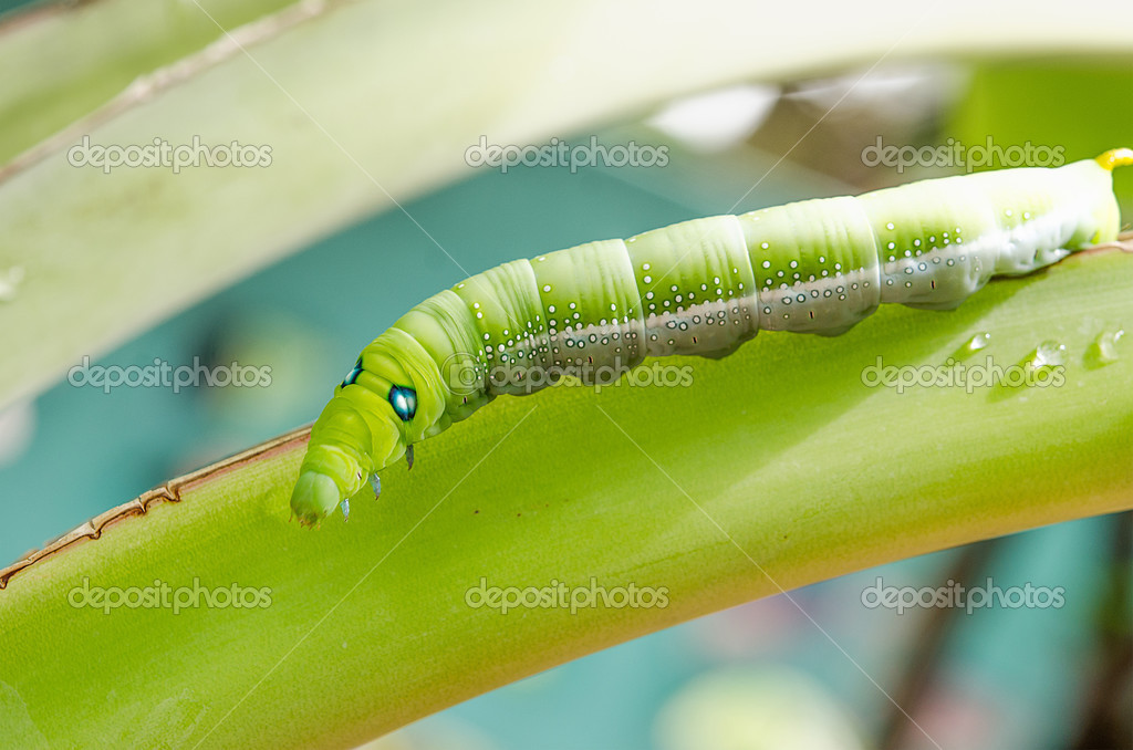 Caterpillar walking on banana leaf — Stock Photo © cbenjasuwan 30721739