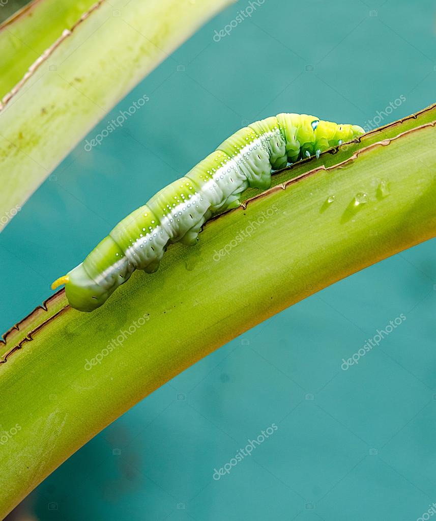 Caterpillar walking on banana leaf — Stock Photo © cbenjasuwan 30721747
