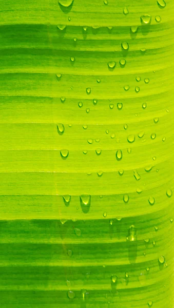 Kapka vody na banánovém listu — Stock fotografie