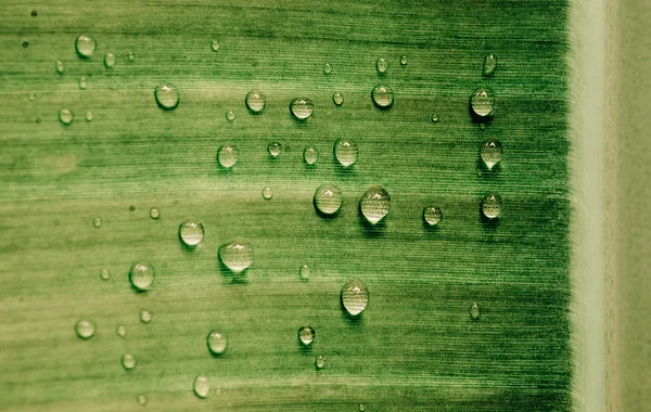 Water drop on banana leaf — Stock Photo, Image