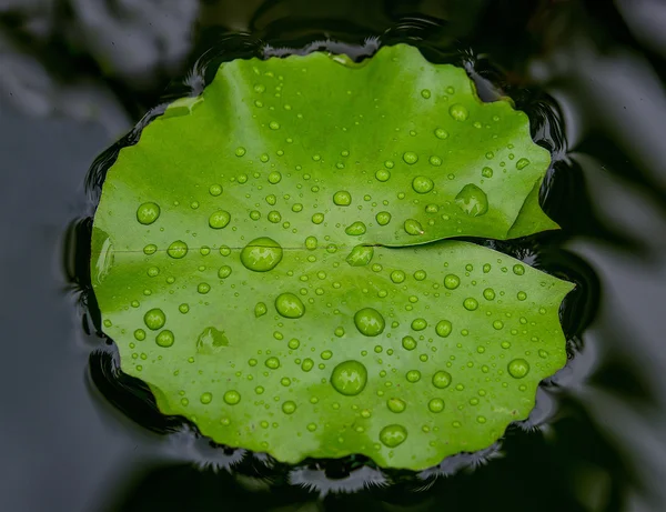 Kapka vody na lotosový list — Stock fotografie