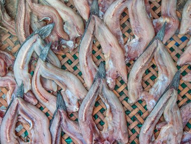 closeup yılanbaşı balık Balık kurutulmuş