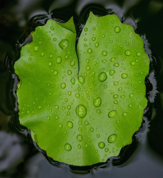 Goutte d'eau sur la feuille de Lotus — Photo