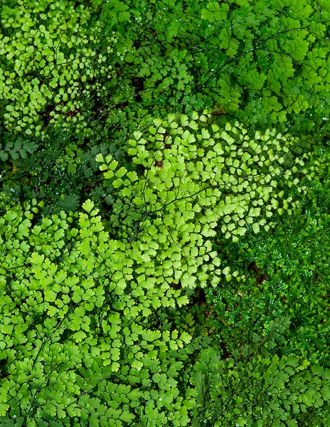 Maidenhair fern or Adiantum Fern background — Stock Photo, Image