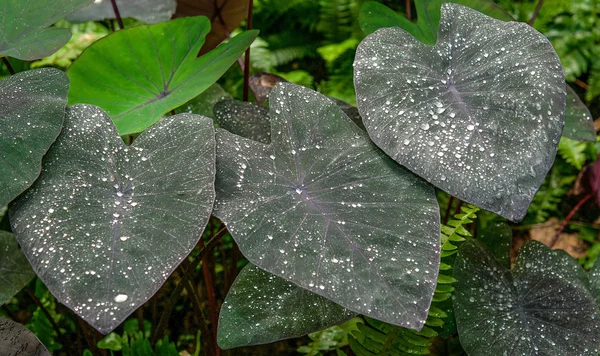 Colocasia esculenta hojas —  Fotos de Stock