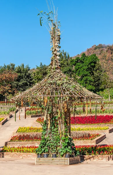 Cabaça no jardim — Fotografia de Stock