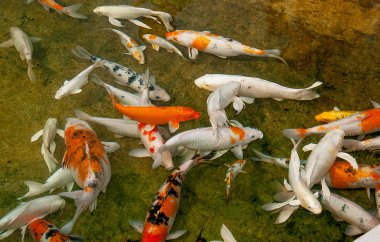 Koi balığı.