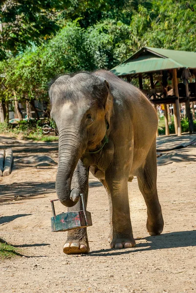 Elefante jovem — Fotografia de Stock