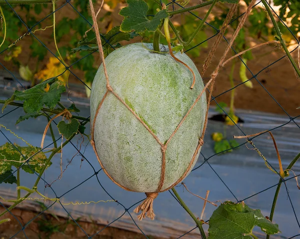 Fresh squash in garden — Stock Photo, Image