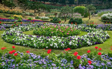 Bahçe arka planında güzel çiçek